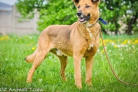 OTOZ Animals - Magik - duży kochany psiak pilnie p