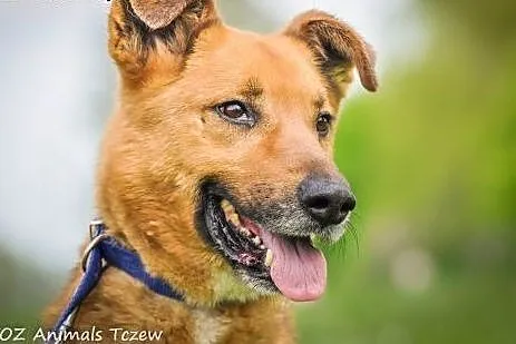 OTOZ Animals - Magik - duży kochany psiak pilnie p