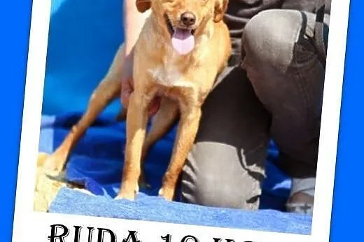 9 kg,delikatna,łagodna,wesoła,rodzinna suczka RUDA.Adopcja,  łódzkie Łódź