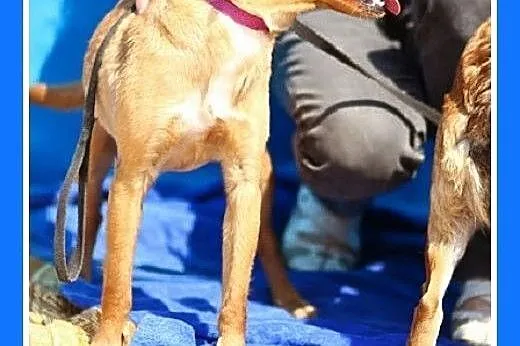 9 kg,delikatna,łagodna,wesoła,rodzinna suczka RUDA
