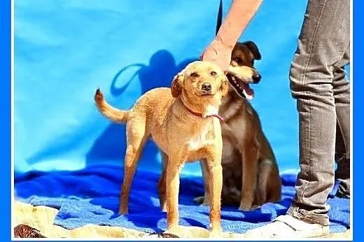 9 kg,delikatna,łagodna,wesoła,rodzinna suczka RUDA