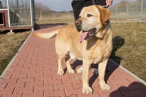 Wafel - piękny pies w typie labradora szuka domu