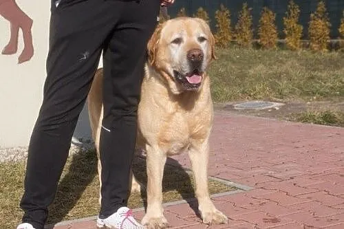 Wafel - piękny pies w typie labradora szuka domu