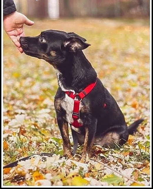 Ok. 1,5 roczna nieduża kochana Luśka -odda Ci serc