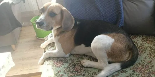 Beagle tricolor roczny  z metryką piesek szuka partnerki ......