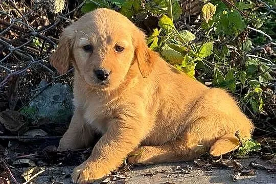 Szczeniaki Golden retriever