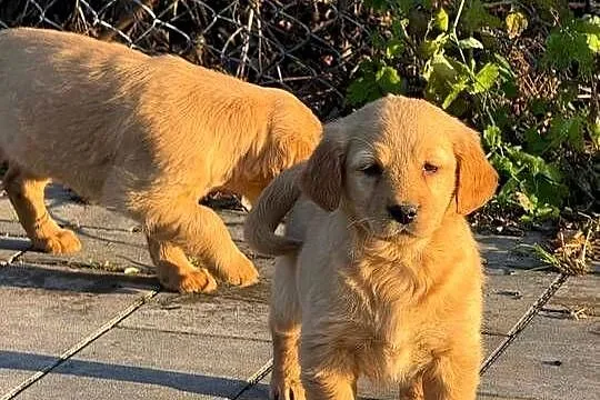 Szczeniaki Golden retriever, Świętokrzyskie, Kielce