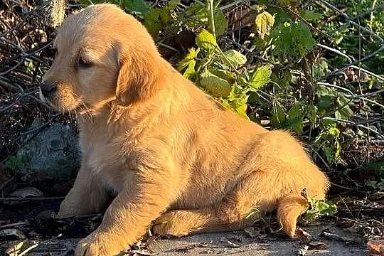 Szczeniaki Golden retriever, Świętokrzyskie, Kielce