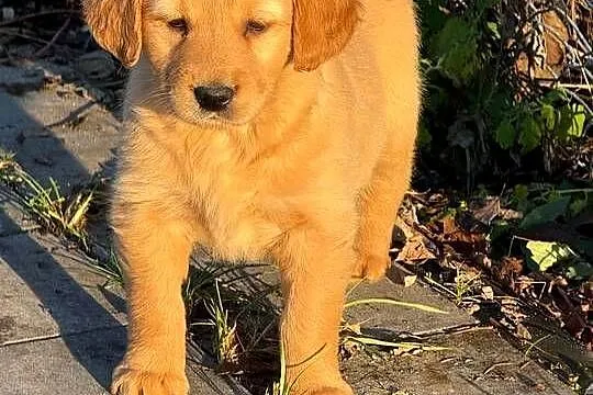 Szczeniaki Golden retriever, Świętokrzyskie, Kielce