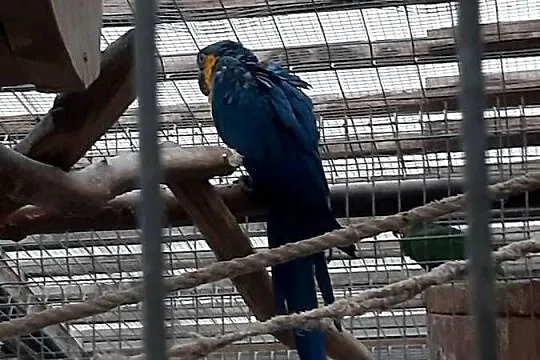 Papuga Ara Ararauna, Śląskie, Mizerów