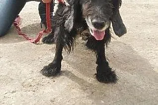 PLUTO-spanielkowy, nieco starszy psiak szuka pilni