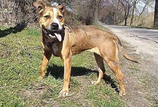 Piękna Negra w typie TTB ZNOWU szuka domu, dolnoś