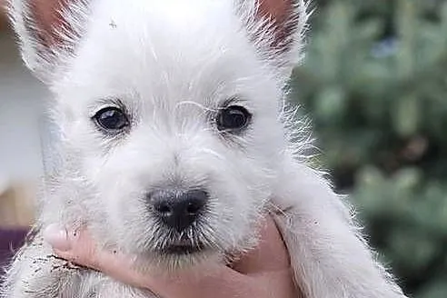 West highland white terrier westi zkwp FCI, Łódzkie, Piątkowisko