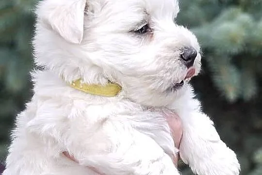 West highland white terrier westi zkwp FCI, Łódzkie, Piątkowisko