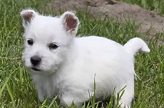 West highland white terrier westi zkwp FCI, Łódzkie, Piątkowisko