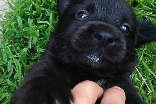 5 słodkich szczeniaków do oddania,  lubelskie Toma