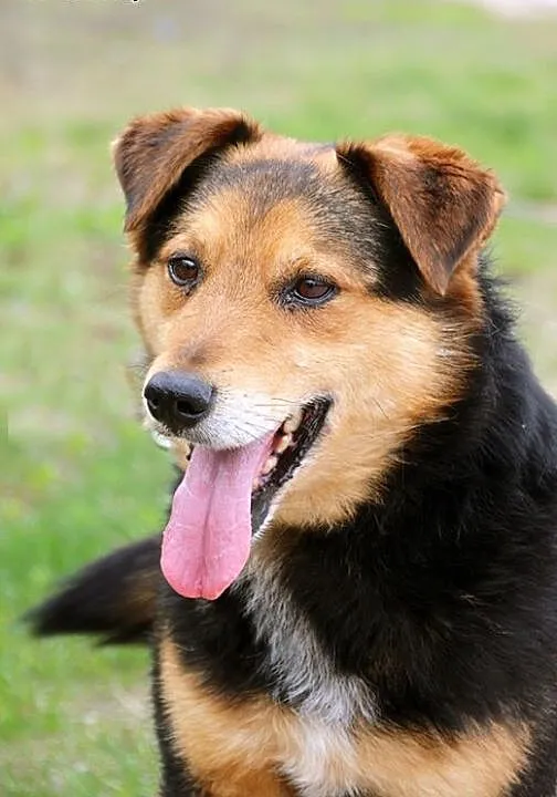 Wyjątkowy Koral do adopcji, mazowieckie Nowy Dwór
