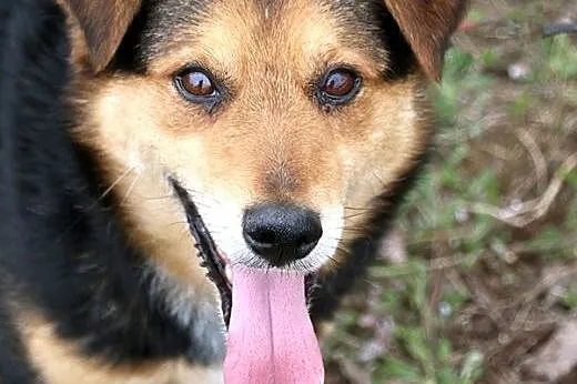 Wyjątkowy Koral do adopcji,  mazowieckie Nowy Dwór