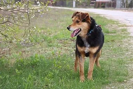 Wyjątkowy Koral do adopcji,  mazowieckie Nowy Dwór