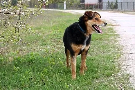 Wyjątkowy Koral do adopcji,  mazowieckie Nowy Dwór