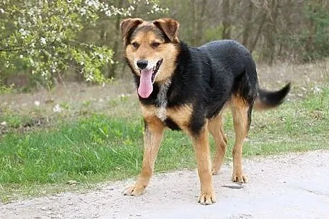 Wyjątkowy Koral do adopcji,  mazowieckie Nowy Dwór