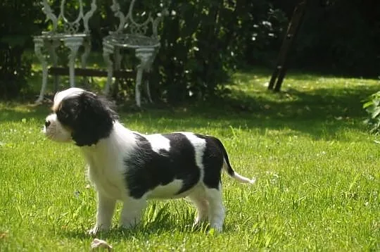 Cavalier King Charles Spaniel - suczka po Champion