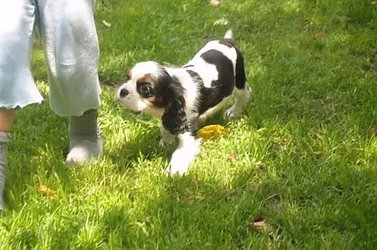 Cavalier King Charles Spaniel - suczka po Champion