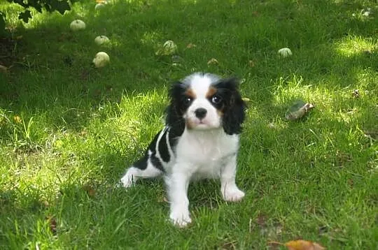 Cavalier King Charles Spaniel - suczka po Champion