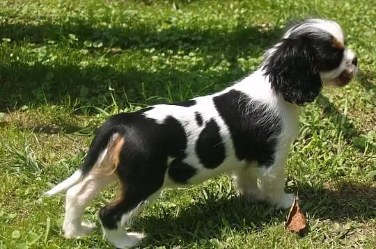 Cavalier King Charles Spaniel - suczka po Champion