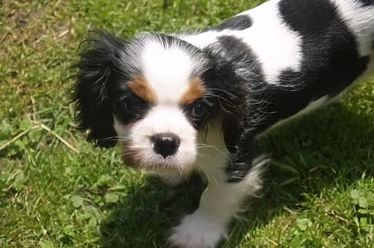 Cavalier King Charles Spaniel - suczka po Champion