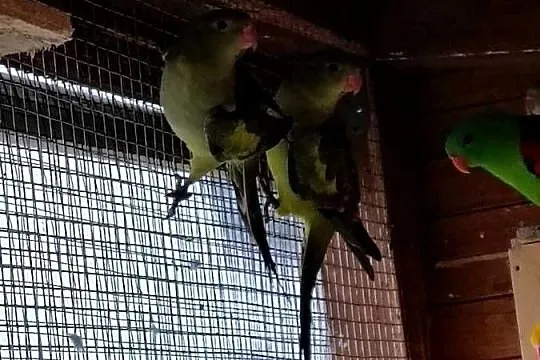 Księżniczki Walii oraz inne papugi, Świętokrzyskie, Sobków