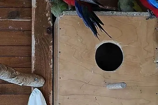 Księżniczki Walii oraz inne papugi, Świętokrzyskie, Sobków