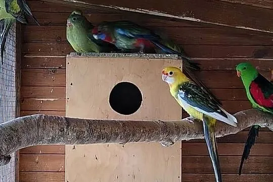 Księżniczki Walii oraz inne papugi, Świętokrzyskie, Sobków