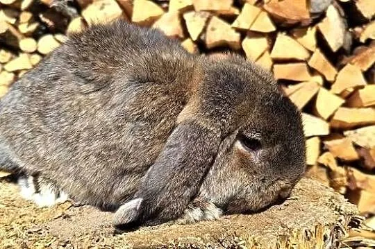 Para Baranów Francuskich, Mazowieckie, Łukawa