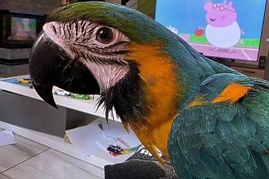 Ara Ararauna samiczka, Zachodniopomorskie, Steklno