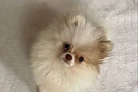 Szpic miniaturowy pomeranian