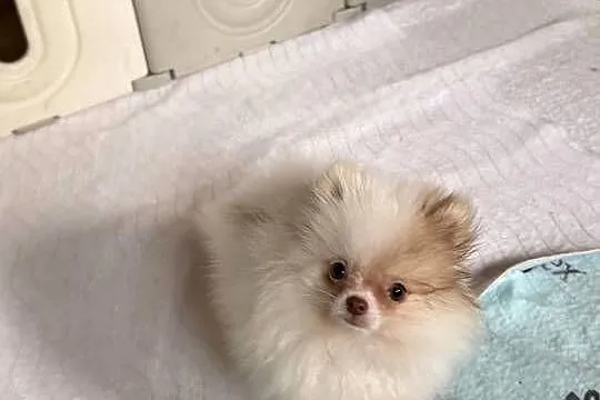 Szpic miniaturowy pomeranian, Śląskie, Częstochowa