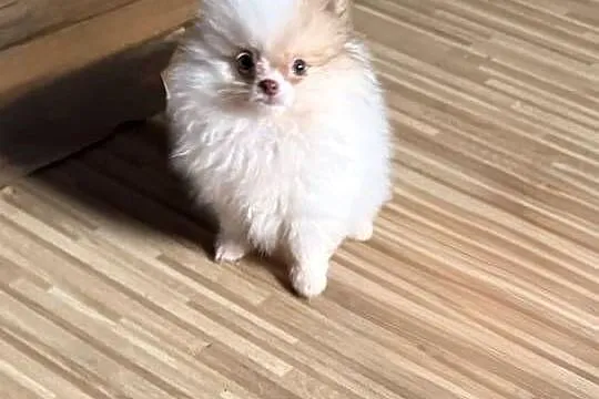Szpic miniaturowy pomeranian, Śląskie, Częstochowa