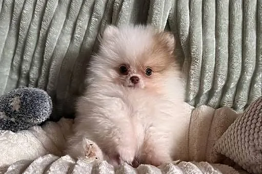 Szpic miniaturowy pomeranian, Śląskie, Częstochowa