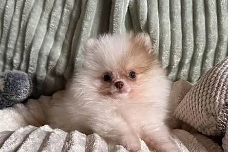 Szpic miniaturowy pomeranian, Śląskie, Częstochowa