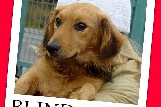 Niewidomy,jamnikowaty,przytulasny,łagodny,wesoły piesek BLIND.Adopcja,  małopolskie Kraków