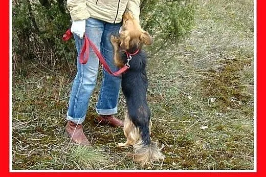 Niewidomy,jamnikowaty,przytulasny,łagodny,wesoły p
