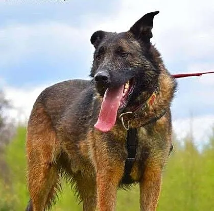 ARES - piękny, młody pies w typie owczarka; szuka domu, łódzkie Łódź, Łódzkie, Łódź