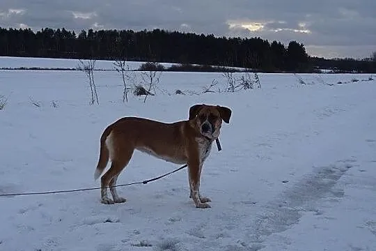 Śliczna Bella szuka domu, Podlaskie, Białystok