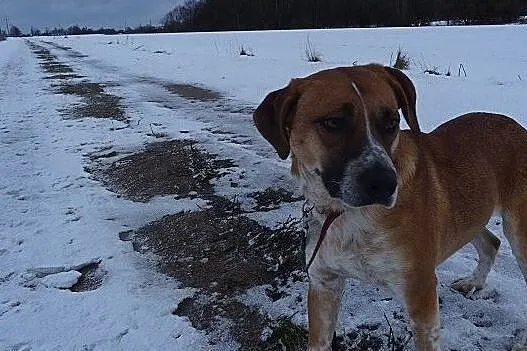 Śliczna Bella szuka domu, Podlaskie, Białystok