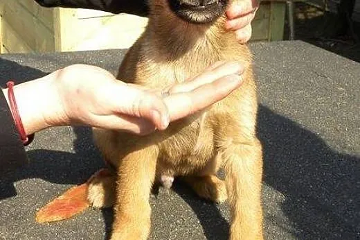 Szczeniaki do pilnej adopcji !,  mazowieckie Płock
