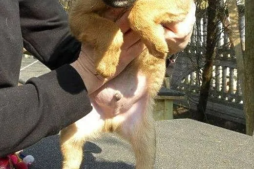 Szczeniaki do pilnej adopcji !,  mazowieckie Płock