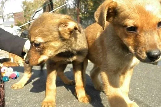 Szczeniaki do pilnej adopcji !,  mazowieckie Płock