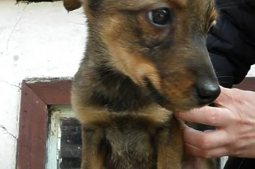 Szczeniaki do pilnej adopcji !,  mazowieckie Płock
