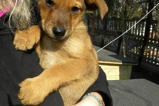 Szczeniaki do pilnej adopcji !,  mazowieckie Płock